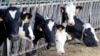 中国暗示将对欧盟乳制品及猪肉进行反补贴及反倾销调查