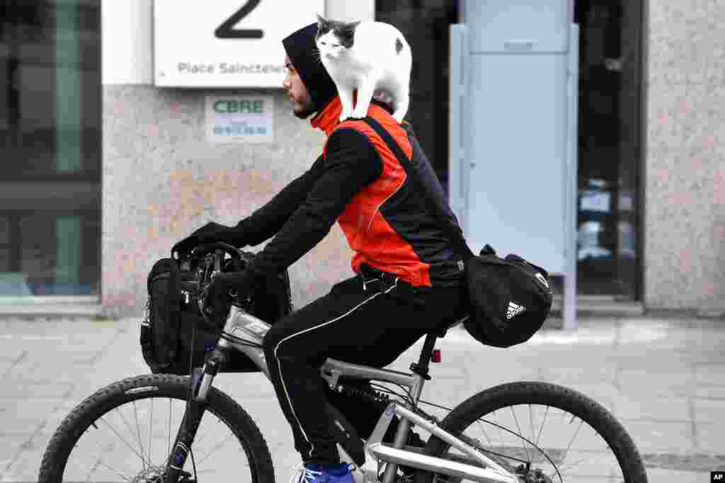 A man rides a bicycle with a cat on his shoulder in the center of Brussels.