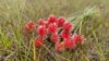La Flor de Inírida nace únicamente en el departamento de Guiainía, al oriente de Colombia, en territorio amazónico indígena