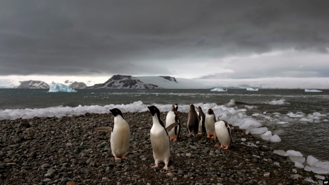 FILE - Penguins walk on the shore of Bahia Almirantazgo in Antarctica on Jan. 27, 2015.
