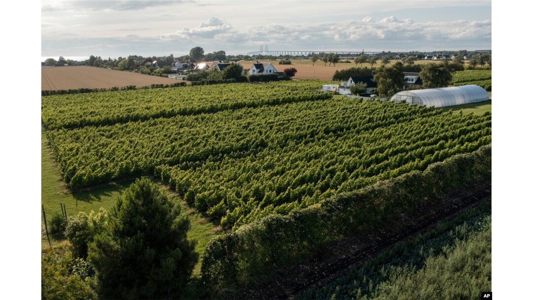 The Öresund Bridge that connects Denmark and Sweden is visible in the background of a vineyard in Klagshamn, Sweden, July 24, 2023.