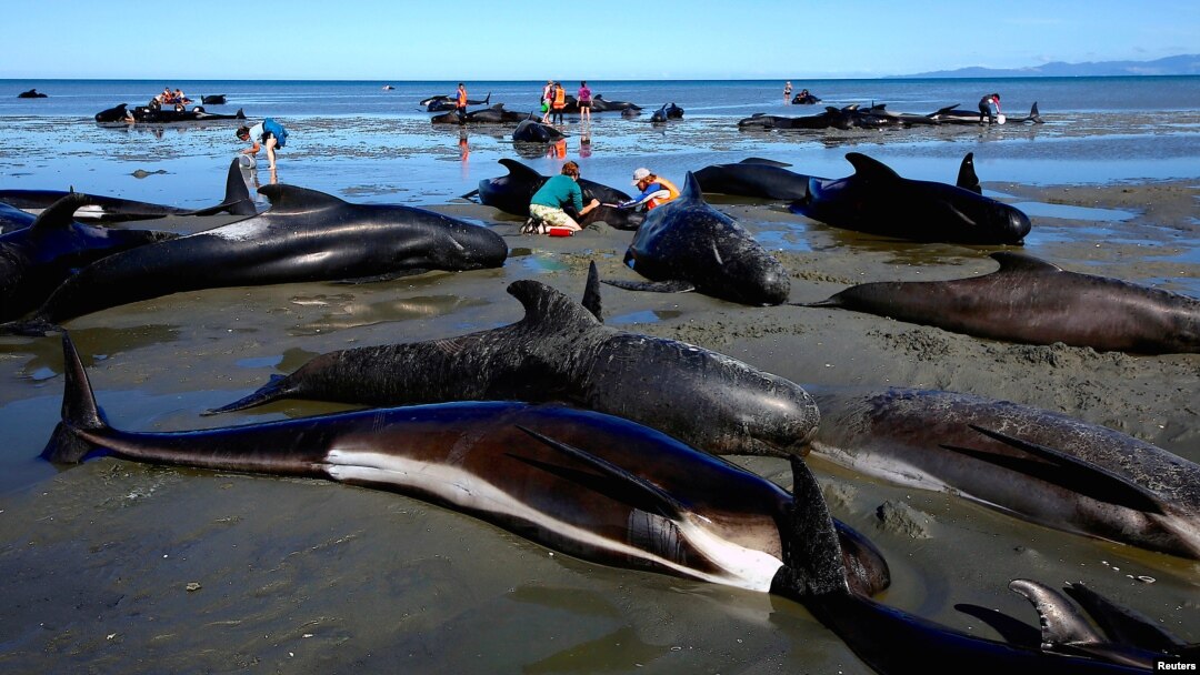 FILE - Volunteers try to assist stranded pilot whales that came to shore in the afternoon after one of the country's largest recorded mass whale strandings, in Golden Bay, at the top of New Zealand's South Island, Feb. 11, 2017. 