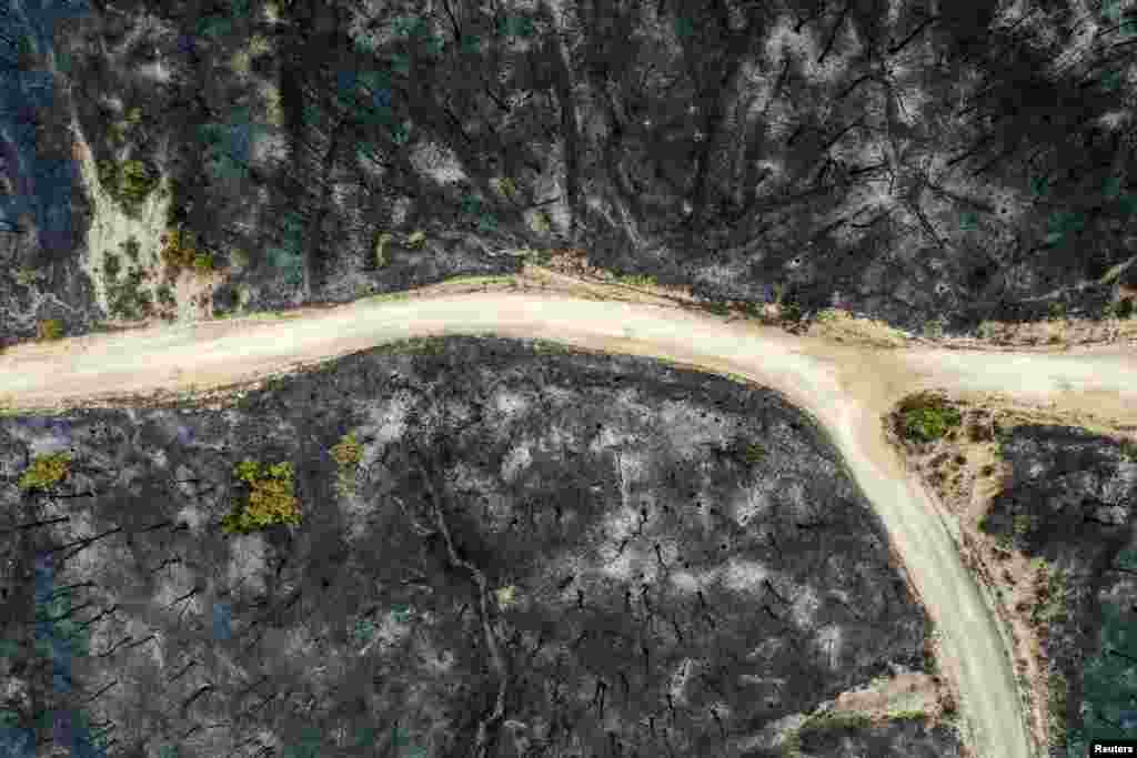Charred trees are seen as a wildfire burns in the Dadia National Park, in the region of Evros, Greece, July 25, 2022.