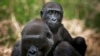 Africa Uses Sports to Fight Environmental Degradation