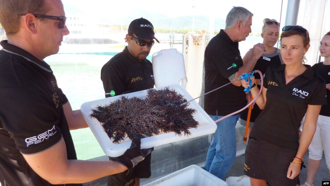 FILE - Crown-of-thorns starfish — native predatory coral-feeding starfish which have risen to plague-like levels — are displayed after being removed from the Great Barrier Reef, Sept. 18, 2014. 