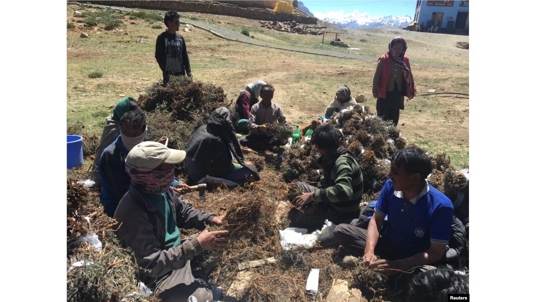 Residents of Komik village, one of the highest villages in the world, tie bundles of a local scrub together in their village located in Spiti Valley in India's northern state of Himachal Pradesh, July 5, 2017..