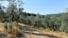 Dry Weather Threatens Italy’s Famous Grape, Olive Crops