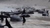 More Than 200 Whales Washed Ashore on Australia’s Tasmania State