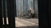 Volunteers Step in to Help South African Rhino Orphanage 