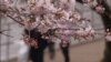 Washington Blooming with Cherry Blossoms 