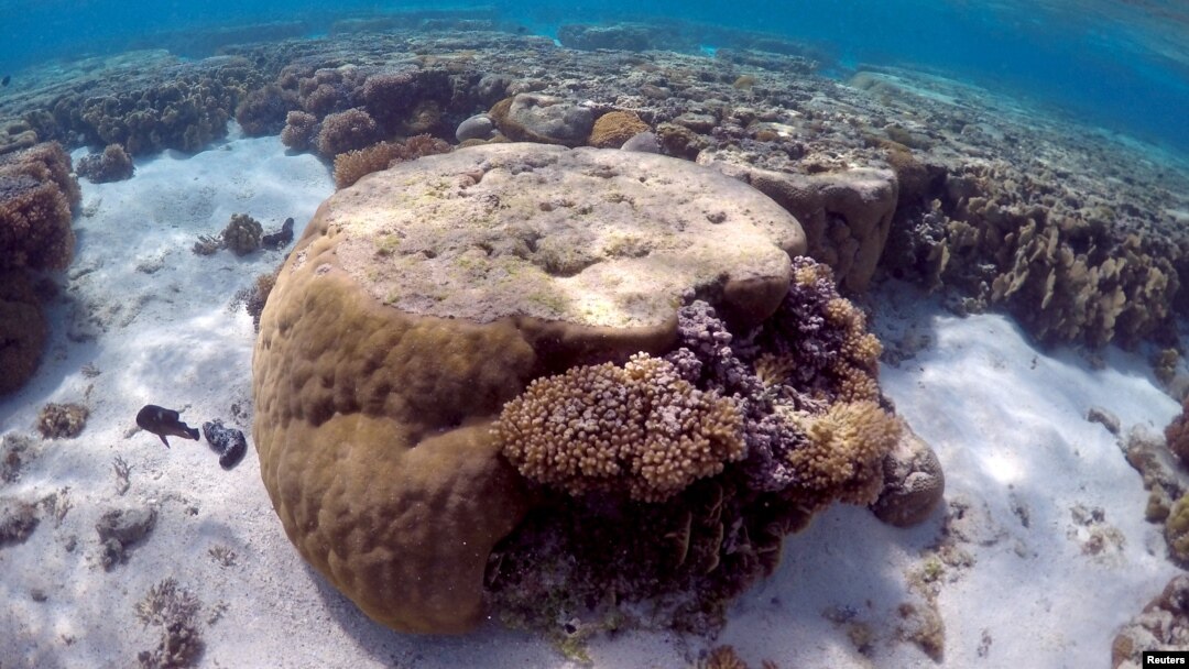 FILE - A large piece of coral in Queensland, Australia. Some say restoring the Philippines' reefs could contribute $1.5 billion to the country’s economy through tourism and fishing.