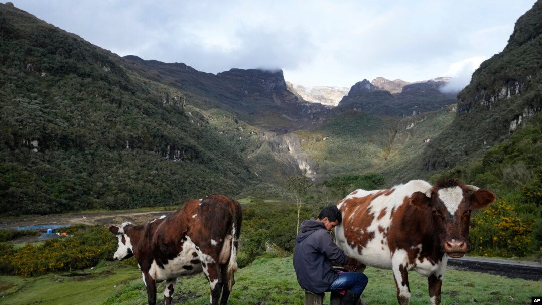 Emerson Camargo ordeña vacas cerca del volcán Nevado del Ruiz, de fondo, en Villahermosa, Colombia, el 11 de abril de 2023. 