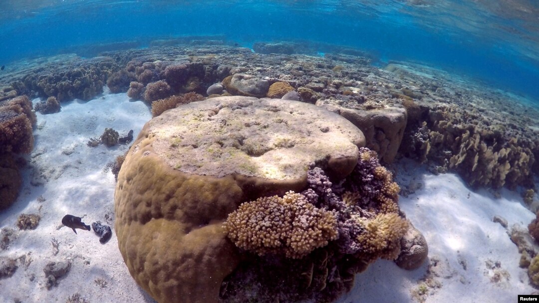 FILE - A large piece of coral can be seen in the lagoon on Lady Elliot Island, on the Great Barrier Reef, northeast from Bundaberg town in Queensland, Australia, June 9, 2015. 