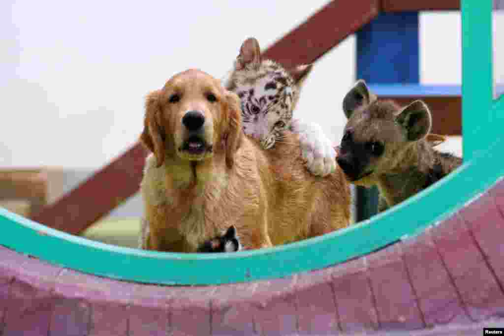 A two-month-old white tiger, abandoned by its mother, plays with a Golden Retriever puppy and a spotted hyena at Beijing Wildlife Park on the outskirts of Beijing, China.
