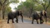Trump Puts on Hold New Policy on Imports of Big Game Trophies