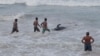 Sri Lankan Navy, Volunteers Rescue at Least 100 Stranded Pilot Whales 