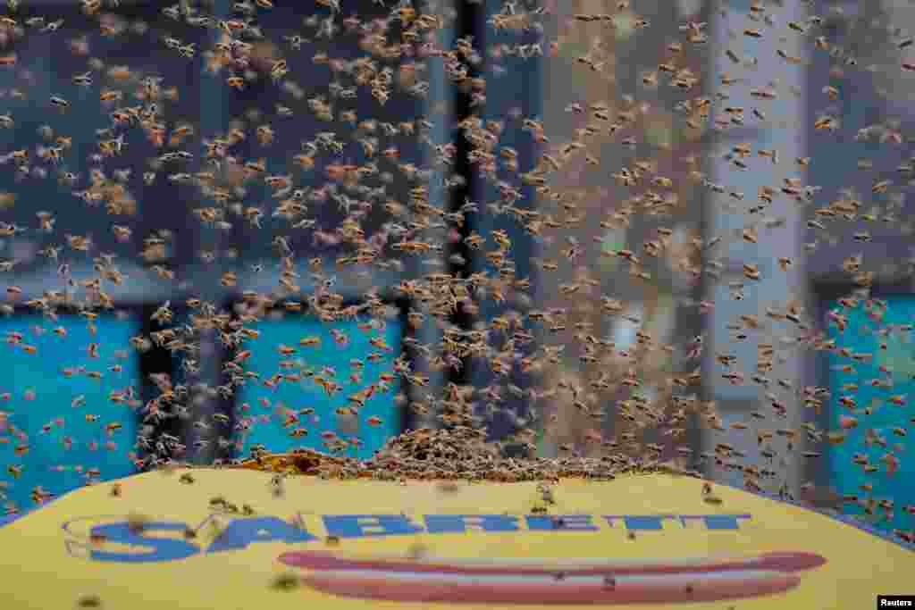A swarm of bees land on a hot dog cart in Times Square in New York City, Aug. 28, 2018. About 30,000 bees, according to police, gathered atop the food cart's umbrella. It's unknown what attracted the bees to the umbrella. It's unknown what attracted the bees to the umbrella. New York police cordoned off 43rd Street at 7th Avenue while the department's beekeeper vacuumed the insects into a bucket. It took the man about 20 minutes to vacuum up the bees.