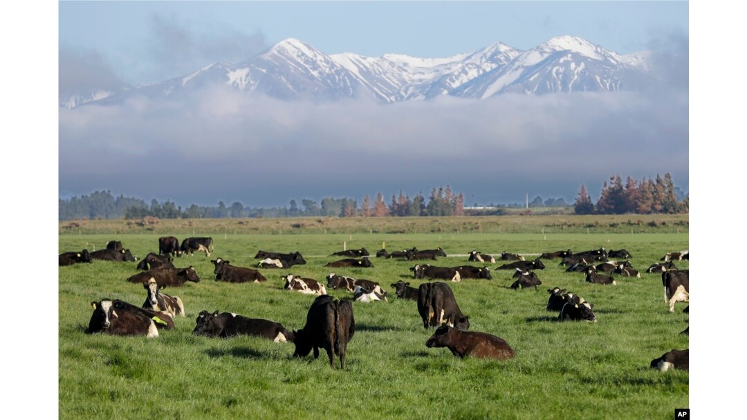 FILE - Dairy cows graze on a farm near Oxford, in the South Island of New Zealand on Oct. 8, 2018. (AP Photo/Mark Baker, File)