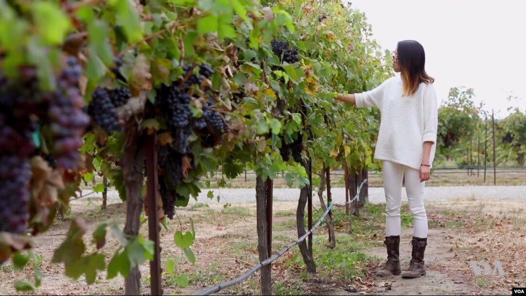 Heigi Wan, who is from China, is a student at the University of California-Davis, which has one of the country's leading wine making programs.