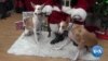 In the United States, Christmas cards with family photos are popular. But more than ever many of those photos include a four-legged member of the family, the pet dog. 