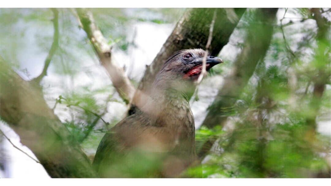 FILE - A chachalaca rests on a tree at the Santa Ana Wildlife Refuge near Alamo, Texas, May 9, 2007.