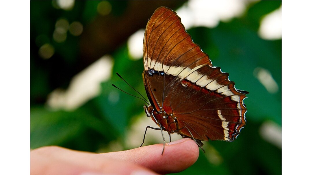 A Siproeta Ephaphus butterfly lands on the finger of a man at the Botanic Garden Jose Celestino Mutis during an exhibition in Bogota on Sept. 14, 2011.