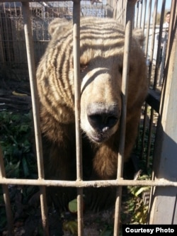 The brown bear in Mosul’s Murur Park Zoo, Feb. 2, 2017. (Credit: Kurdistan Organization of Animal Rights Protection)