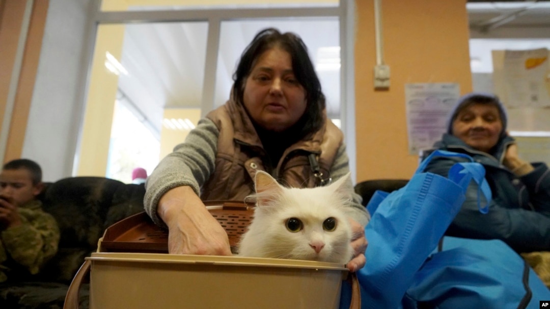 A cat peeks out of a bucket during a civilian evacuation from Kupiansk, at distribution center for internally displaced persons, in Kharkiv, Ukraine, Oct. 17, 2024.