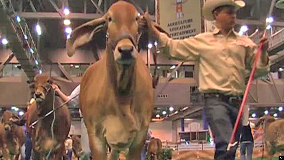 Ranchers present their prized animals for judging at the annual Houston Livestock Show and Rodeo.