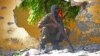 In Africa, Examining 'Critical Vulnerabilities' to Terrorism