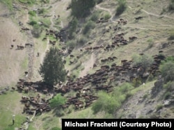 A nomad's herd of sheep flowing through high altitude slopes. (2000m elevation, Uzbekistan)