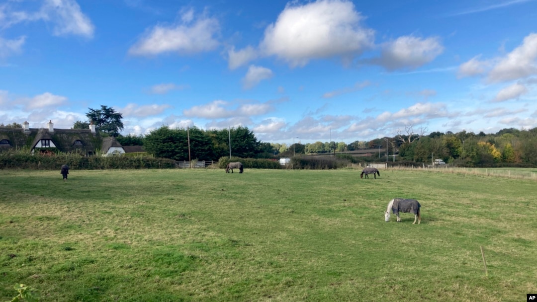 FILE - Horses graze in a field on the outskirts of Abbots Langley, England, on Oct. 18, 2024. 