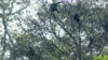 Indonesia Races to Protect Endangered Gibbons in Java