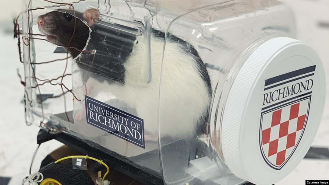 Researchers at Virginia's University of Richmond reported they were able to successfully train rats to drive tiny vehicles built for them. (Photo: University of Richmond)
