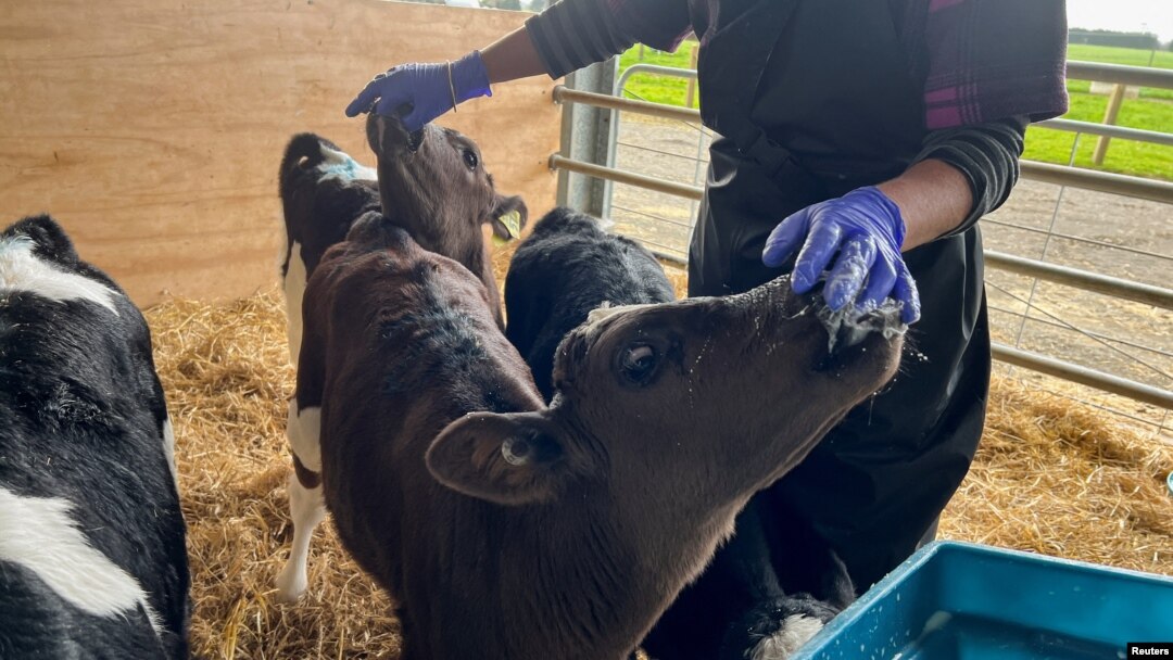 Calves are fed a probiotic supplement called "Kowbucha," which has been shown to reduce the methane that they produce, as part of a trial at a Massey University's research farm in Palmerston North, New Zealand, September 7, 2022. (REUTERS/Lucy Craymer)