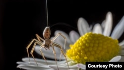 A ballooning spider. Researchers from England think spiders might be sensing and using electrostatic fields to become airborne. (Photo: Michael Hutchinson)