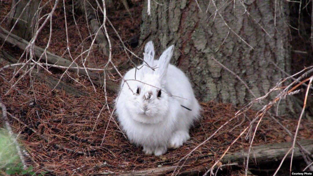 Easy pickings? A snowshoe hare in winter coat stands out before the snow falls. (Courtesy of L. Scott Mills Lab, NCSU)