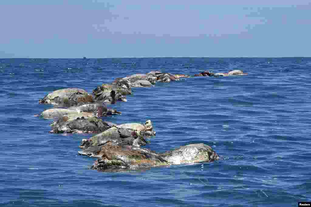 Turtles killed while trapped in a fishing net are seen in the municipality of Santa Maria Colotepec, in the state of Oaxaca, Mexico, Aug. 28, 2018.