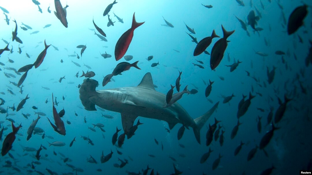 La zona adyacente a Islas Galápagos es codiciada para la pesca, pero expertos sostienen que su explotación pone en riesgo la reserva natural.