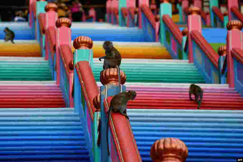 Monkeys roam around the newly-painted 272-steps staircase leading to Malaysia's Batu Caves temple in Kuala Lumpur.