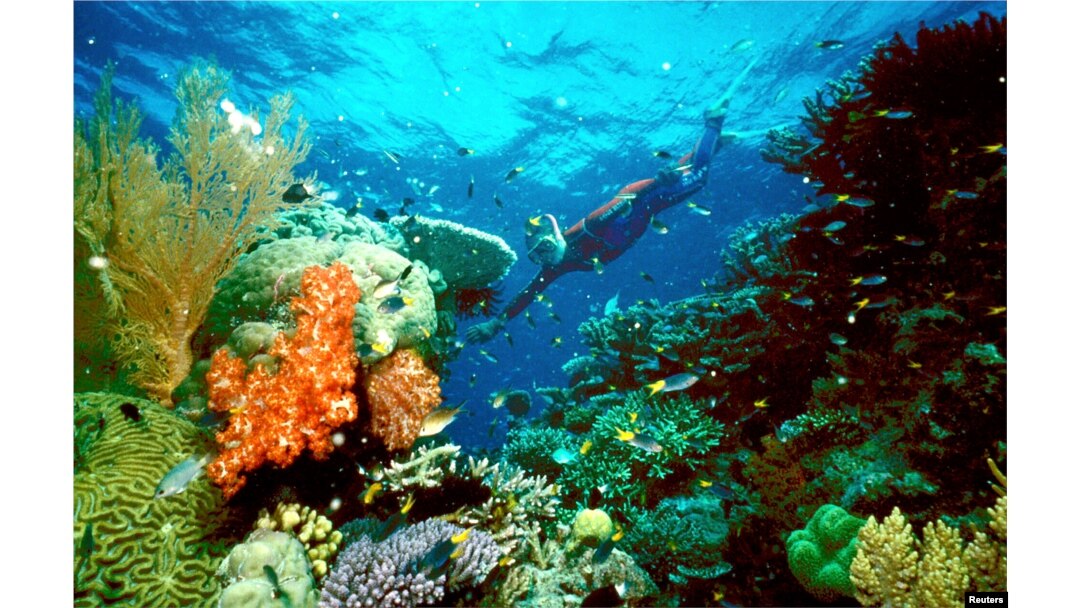 FILE - A tourist swims on the Great Barrier Reef in this undated file picture.