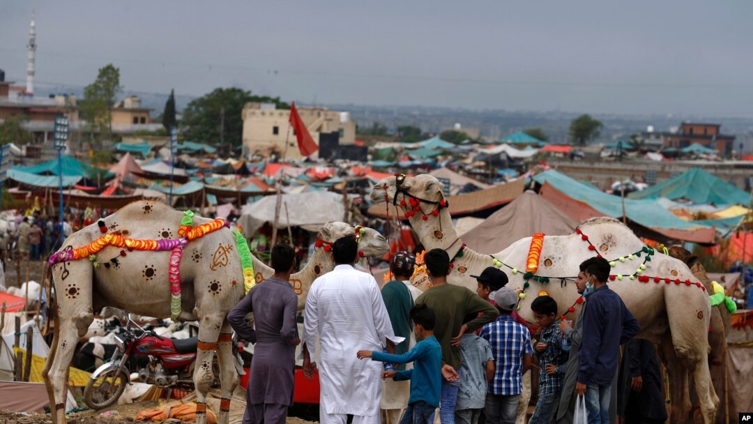 Men look at decorated camels at a cattle market set up for the upcoming Muslim festival Eid al-Adha, in Islamabad, Pakistan, July 26, 2020.