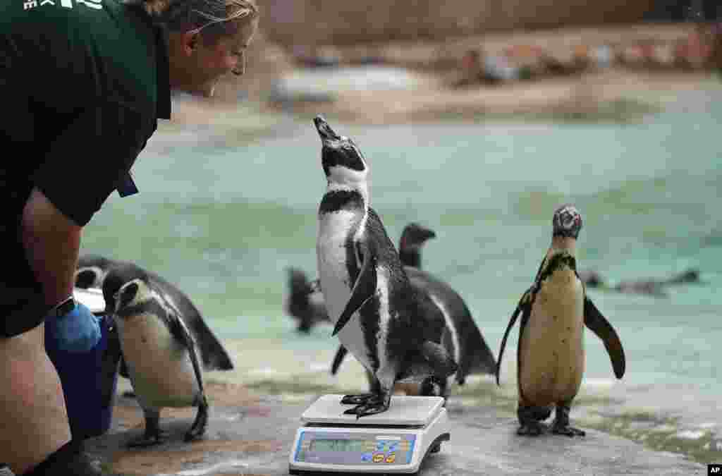A penguin reacts with a zoo keeper as it stands on a scale for the Zoo's annual weigh-in, in London.