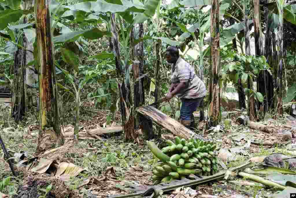 A farmer cuts down a banana plant, at her farm, in Kiwenda village, Busukuma, Wakiso District, Uganda, Sept. 20, 2023. 