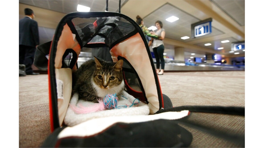 FILE - Oscar the cat, who is not a service animal, sits in his carry-on travel bag after arriving at Phoenix Sky Harbor International Airport in Phoenix, Sept. 20, 2017.