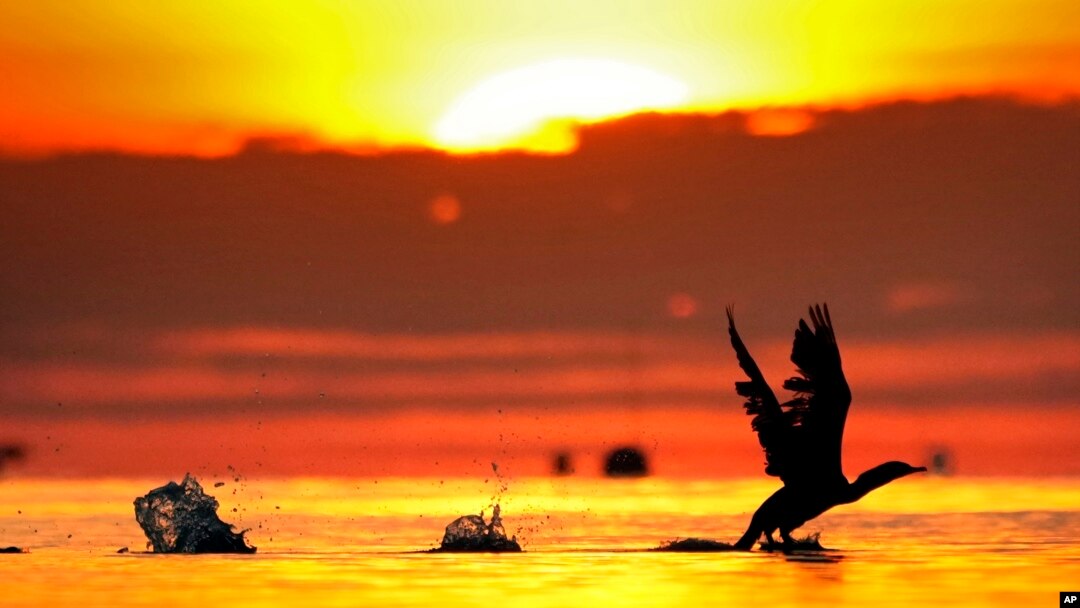 FILE - A cormorant gets a running start to take off from the calm waters of Northeast Harbor, Maine, at sunrise on Oct. 21, 2024.