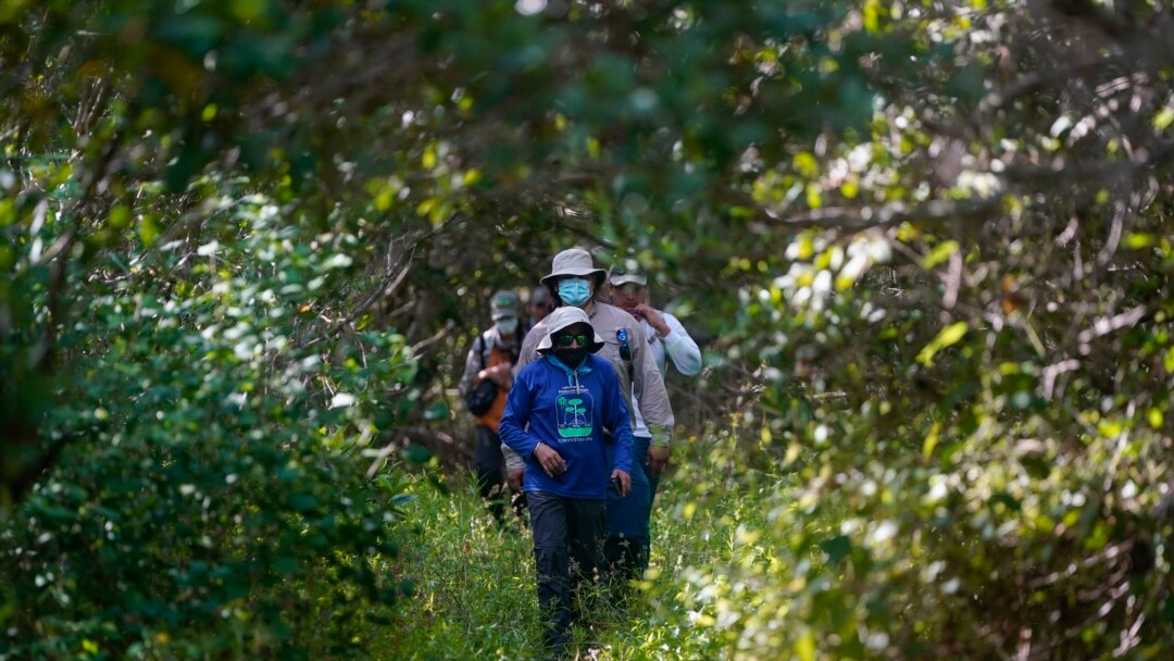 Jorge Alfredo Herrera, a researcher at the Center for Research and Advanced Studies of the Mexican Polytechnic Institute in Yucatan, walks through the Dzilam de Bravo reserve, in Mexico’s Yucatan Peninsula, Oct. 8, 2021.