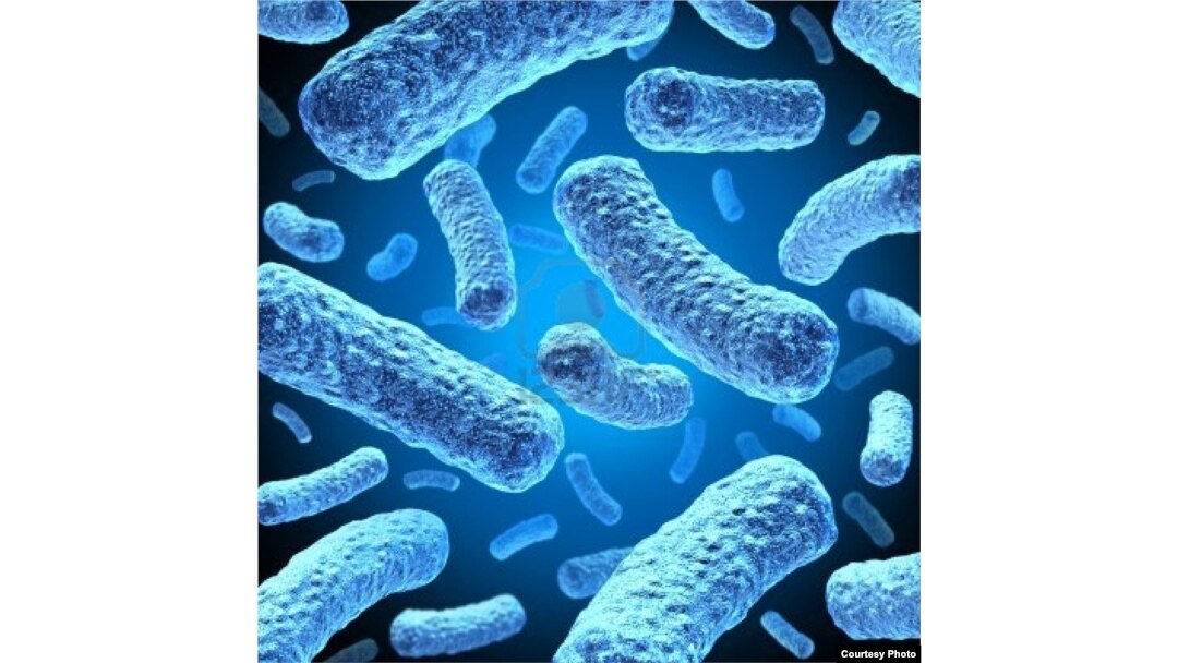Multi-drug-resistant tuberculosis bacteria. (Credit: U.S. Centers for Disease Control and Prevention)