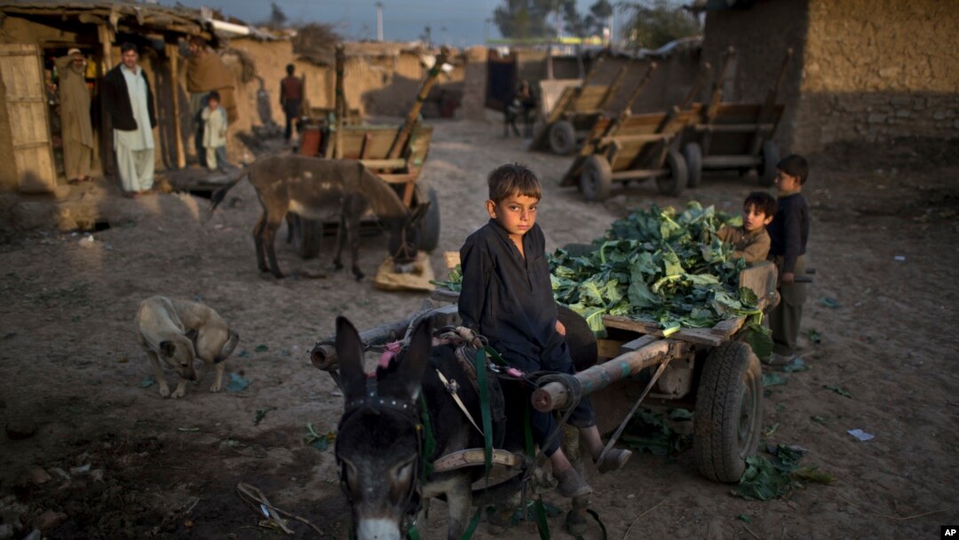 FILE - An Afghan refugee boy sits on a donkey attached with a cart loaded with vegetable leaves collected off the ground of a near by market, in a slum on the outskirts of Islamabad, Pakistan.