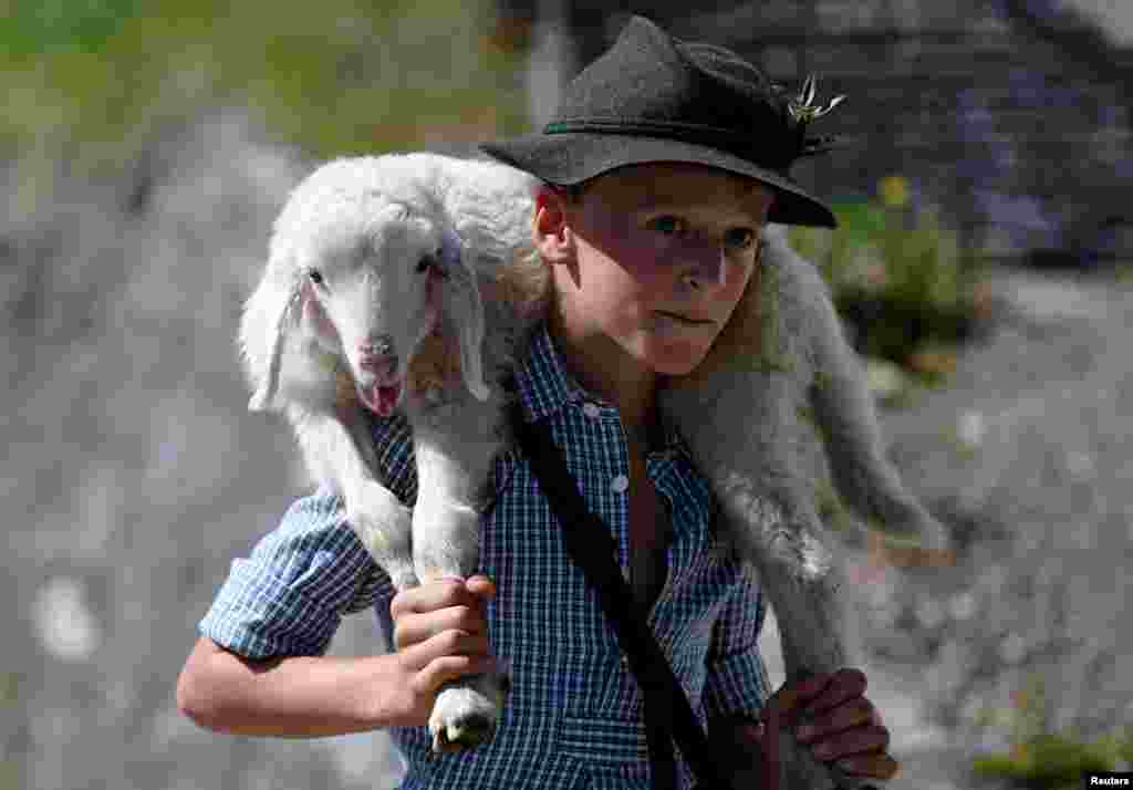 A boy carries a little sheep in the mountains down to the valley and through the town of Mittenwald during the traditional "Almabtrieb" in Mittenwald, Germany, Sept. 8, 2018.